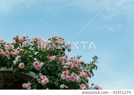 Rose of pink 91951279