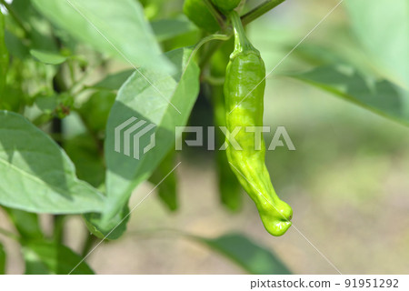 Fushimi chilies 91951292