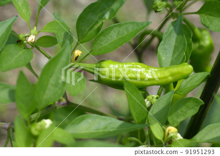Fushimi chilies Fushimi chilies 91951293