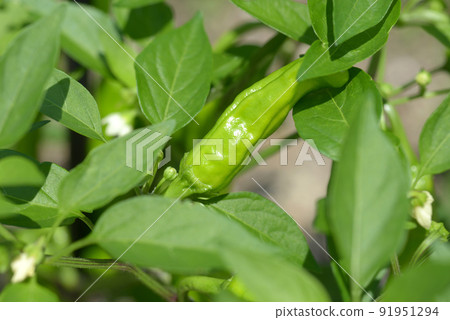 伏見辣椒 伏見辣椒 91951294