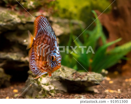Floating Symphysodon discus in tank. Freshwater aquarium fish with shiny scales. Floating Symphysodon discus in tank. Freshwater aquarium fish with shiny scales. 91951300