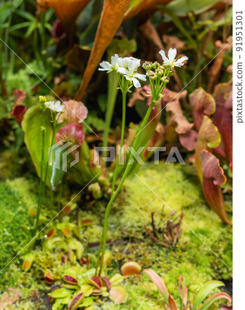 Venus flytrap or Dionaea muscipula. White flowers of blooming carnivorous plant. Venus flytrap or Dionaea muscipula. White flowers of blooming carnivorous plant. 91951301