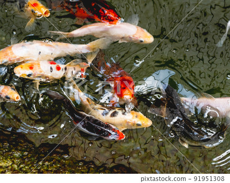 Amur carp or Cyprinus rubrofuscus, usually called Koi or nishikigoi. Colorful decorative fishes in water. Amur carp or Cyprinus rubrofuscus, usually called Koi or nishikigoi. Colorful decorative fishes in water. 91951308