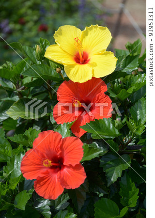 Red and yellow hibiscus 91951311