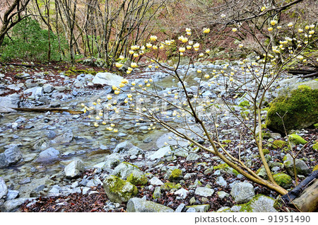Tanzawa's Azegamaru Mitsumata blooming in Otakizawa 91951490