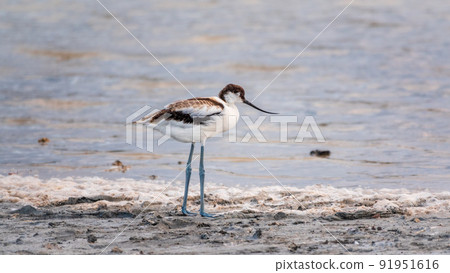 Water bird pied avocet, Recurvirostra avosetta, feeding in the lake. The pied avocet is a large black and white wader with long, upturned beak 91951616