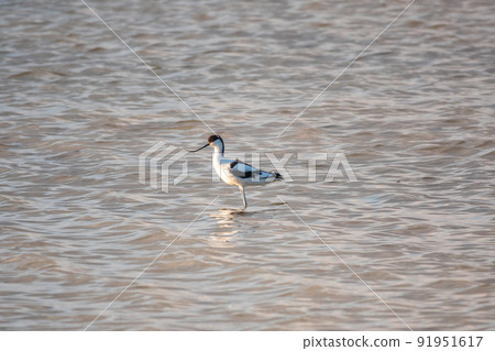 Water bird pied avocet, Recurvirostra avosetta, feeding in the lake. The pied avocet is a large black and white wader with long, upturned beak 91951617