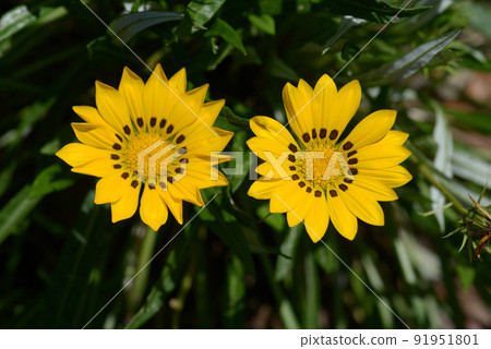 Janome Kunshogiku 91951801