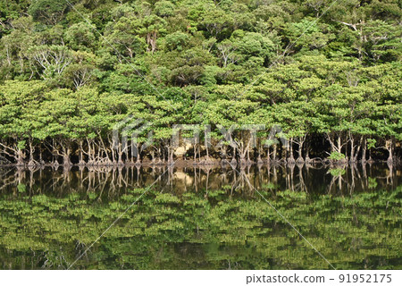 The scenery of the mangrove forest reflected on the surface of the Nakara River on Iriomote Island is beautiful The scenery of the mangrove forest reflected on the surface of the Nakara River on Iriomote Island is beautiful 91952175