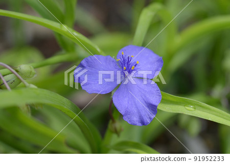 Tradescantia sweet kate Tradescantia sweet kate 91952233