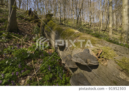 A fallen tree trunk with dry rot fungi 91952303