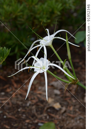 Jimenocaris carivaea Jimenocaris carivaea 91952346