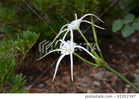 Jimenocaris carivaea Jimenocaris carivaea 91952347