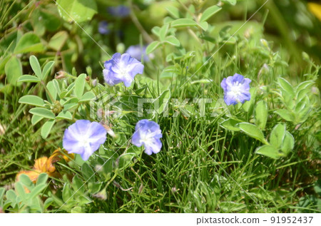 The smallest morning glory that grows naturally on Iriomote Island 91952437