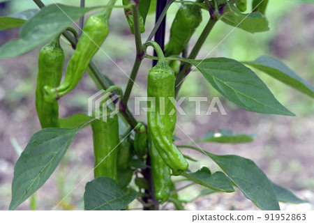 Fushimi chilies 91952863