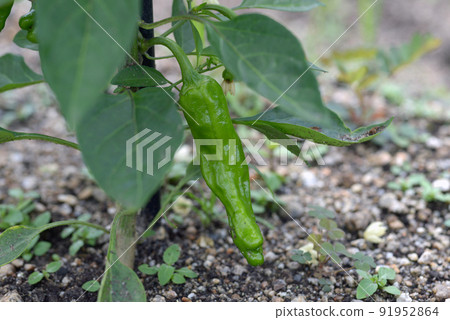 Fushimi chilies 91952864