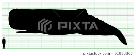 抹香鯨 抹香鯨 91953363