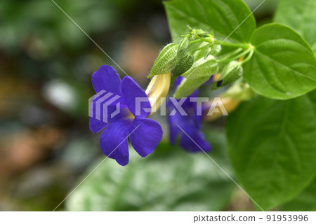 Tsunbergia · Battisukombay 91953996