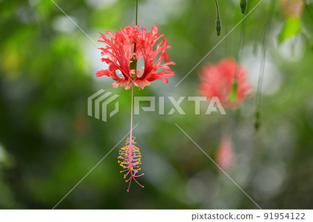 Fuurinbussouge 91954122