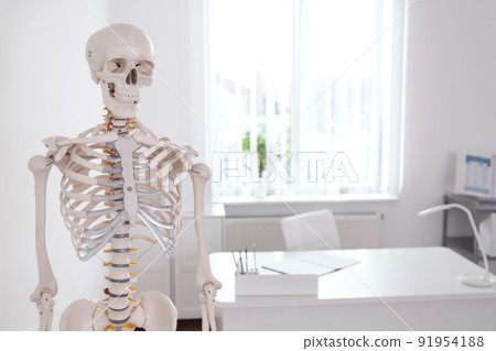 Human skeleton model in modern orthopedist's office 91954188