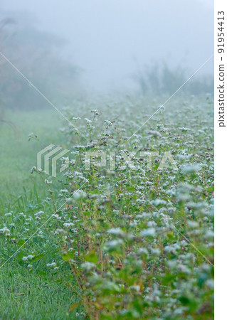 Dawn of buckwheat field (Hiruzen Plateau) 91954413