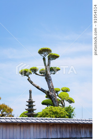 修剪後的花園樹 修剪後的花園樹 91954514