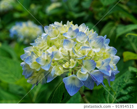 繡球 繡球 91954515