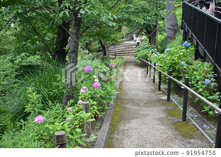 東京都大田區繡球花盛開公園玉川台公園 東京都大田區繡球花盛開公園玉川台公園 91954758