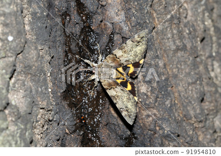 Kishitaba Kishitaba 91954810