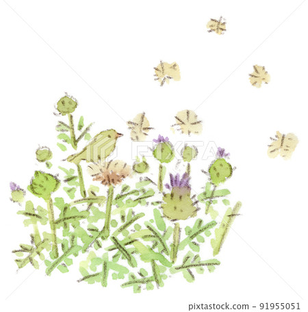 絨毛(種子)和薊鳥(Cirsium japonicum)的水彩插圖 絨毛(種子)和薊鳥(Cirsium japonicum)的水彩插圖 91955051