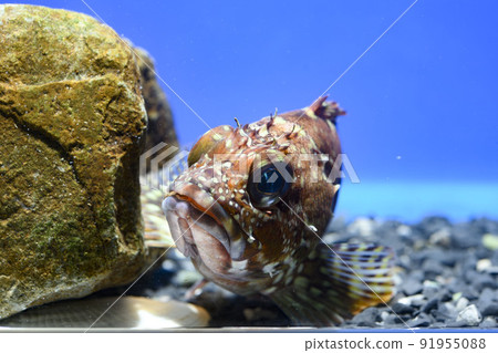 蝎子魚 Gashira 岩魚 91955088