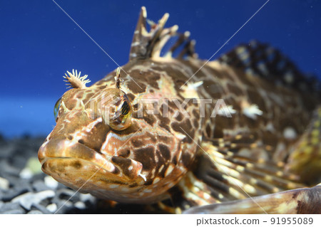 Anahaze Ayaanahaze Scorpionfish Haze Kajika Sunrise Rockfish 91955089