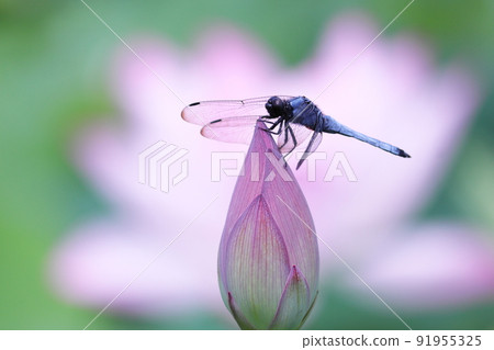 Dragonfly perched on a lotus flower against the background of lotus flower Dragonfly perched on a lotus flower against the background of lotus flower 91955325
