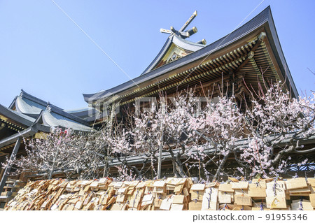 Yushima Tenjin Shrine, a plum blossom in full bloom in the precincts, Bunkyo-ku, Tokyo 91955346