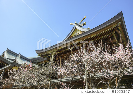 湯島天神社,東京文京區境內盛開的梅花 湯島天神社,東京文京區境內盛開的梅花 91955347