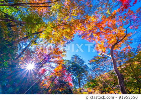Minoh公園秋葉 Minoh公園秋葉 91955550