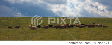 cow herd in a field panoramic landscape green meadow dairy farm animal agriculture cow herd in a field panoramic landscape green meadow dairy farm animal agriculture 91955571