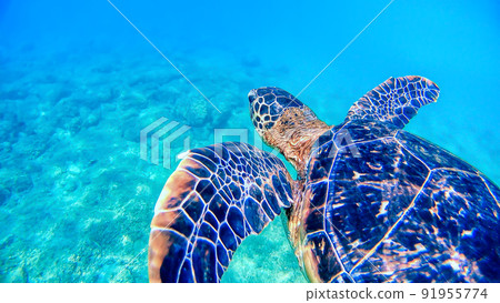 Akajima green turtle underwater photograph in Okinawa Akajima green turtle underwater photograph in Okinawa 91955774