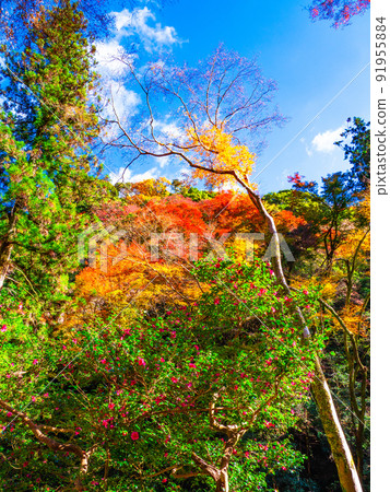 Autumn leaves of Minoh Park Autumn leaves of Minoh Park 91955884