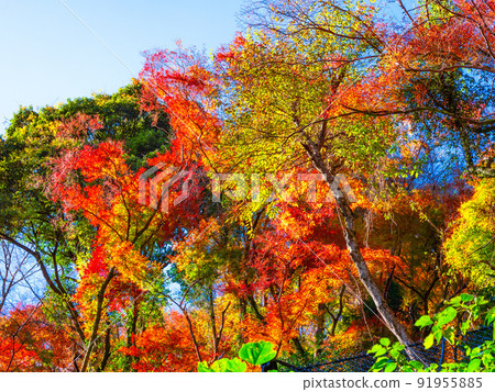 Autumn leaves of Minoh Park Autumn leaves of Minoh Park 91955885