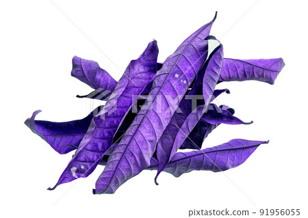 Abstract purple dry leaves, group of leaves, isolated on white background. tropical dry leaves clipping path. 91956055