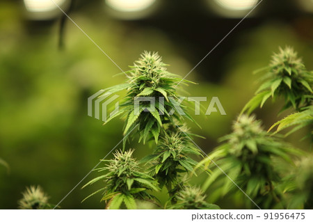 Blooming Marijuana plant with early white Flowers, cannabis  leaves, marijuana 91956475