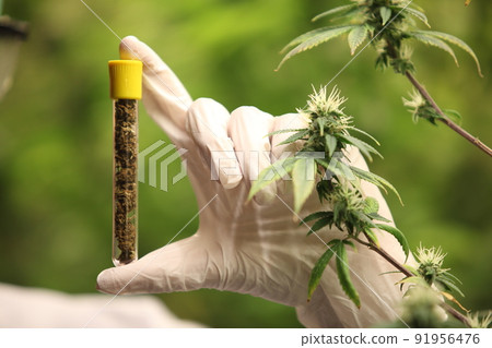 Hand of Scientist holding test tube with marijuana.Medical and Recreational Use of Marijuana 91956476
