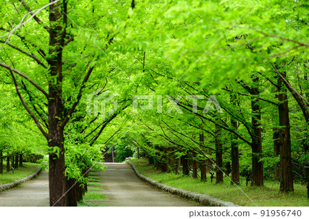Metasequoia Tree Line 91956740