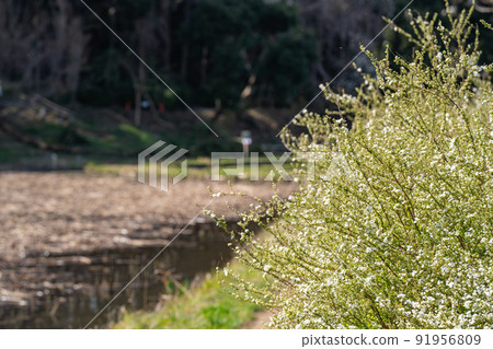 三月春意盎然的公園 三月春意盎然的公園 91956809