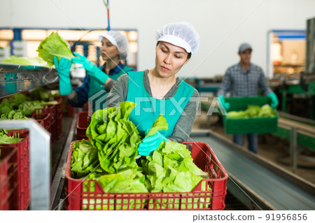 Woman in apron sorting fresh green lettuce in factory 91956856