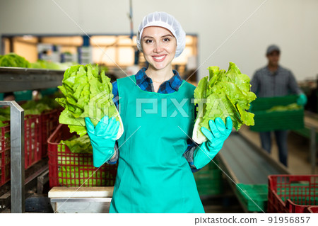 Portrait of positive woman vegetable factory worker with lettuce 91956857