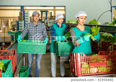 Vegetable sorting factory workers packing lettuce into boxes 91956860