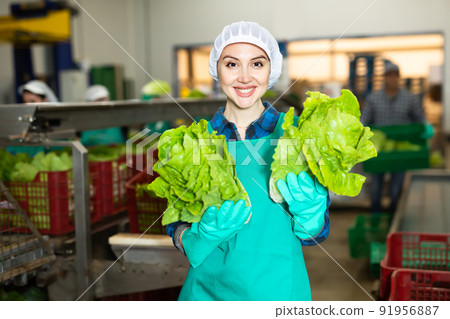 Smiling woman vegetable factory worker with lettuce 91956887