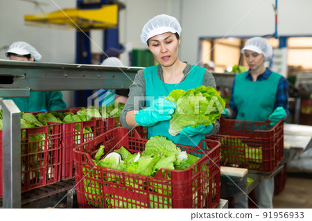 Portrait of female worker standing with fresh lettuce in her hands at vegetable sorting factory 91956933